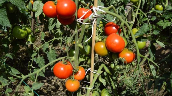  Varietà di pomodori residenti in estate