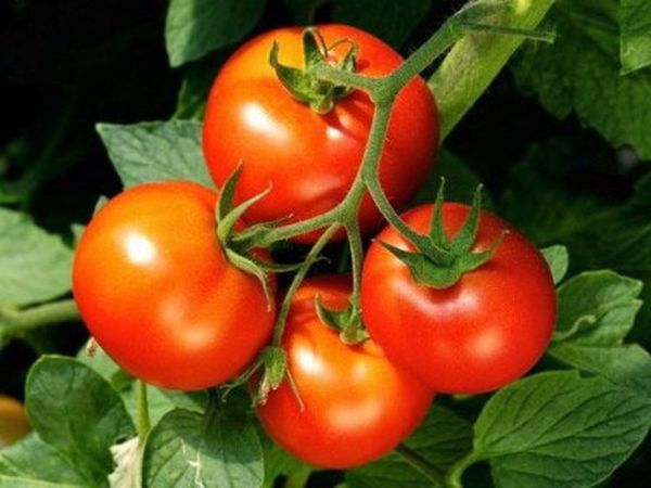 Le poids des fruitiers environ 150 grammes