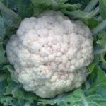 Description of varieties of early cauliflower
