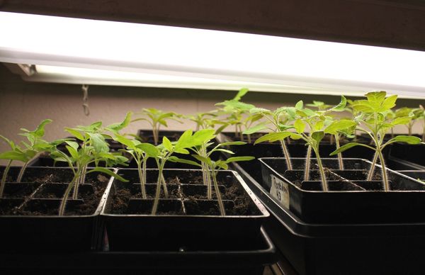 Para mudas Demidov não esticada precisa pensar em iluminação artificial