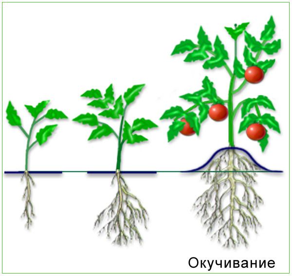 Hilling precisa ser feito 2-3 vezes por temporada.