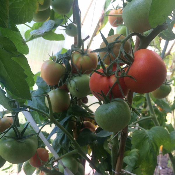 Il gambo lungo della varietà ha necessariamente bisogno di una giarrettiera