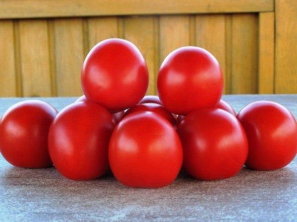  طماطم الشروق