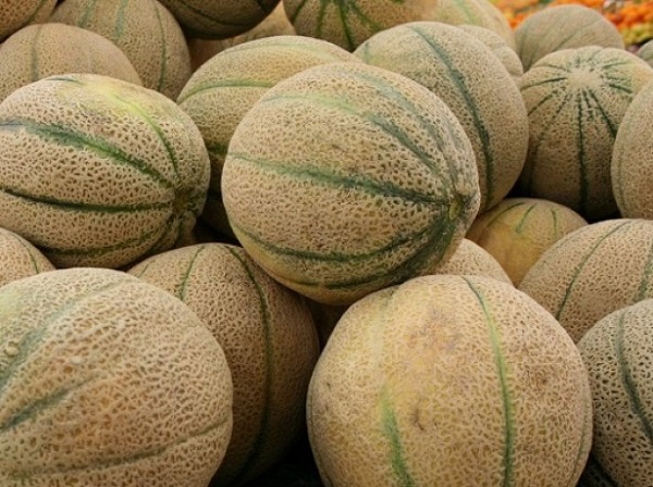 The advantages and disadvantages of cantaloupe