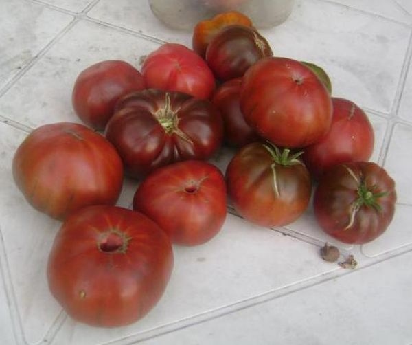 Les inconvénients comprennent la faiblesse du fruit et leur tendance à se fendre