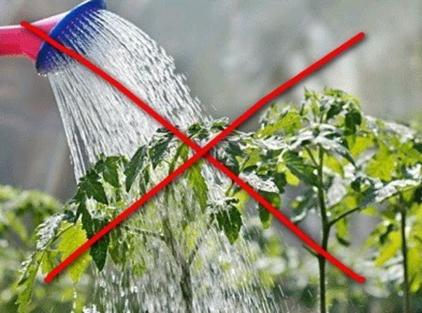 L'arrosage des variétés doit se faire exclusivement sous la racine.