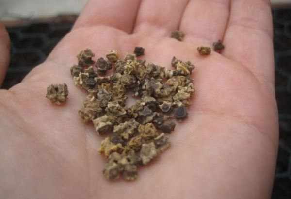 Mergulhe as sementes de beterraba antes de plantar.