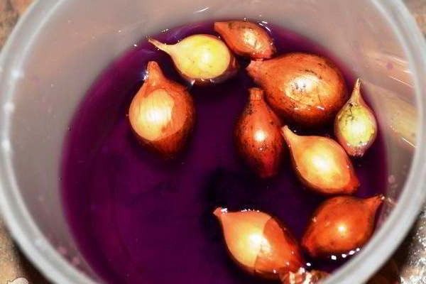 Sevka trempant dans le permanganate de potassium