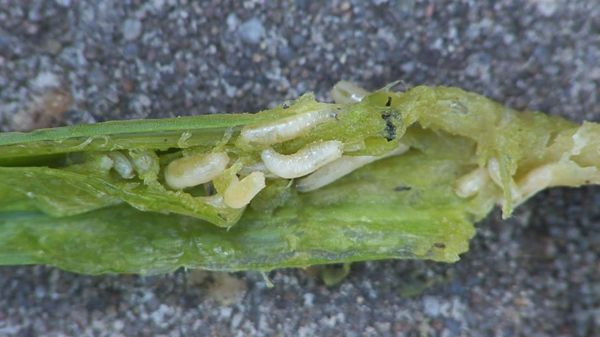 Le parasite le plus dangereux est la mouche de l'oignon.