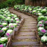 Декоративно зеле отстрани на пътеката