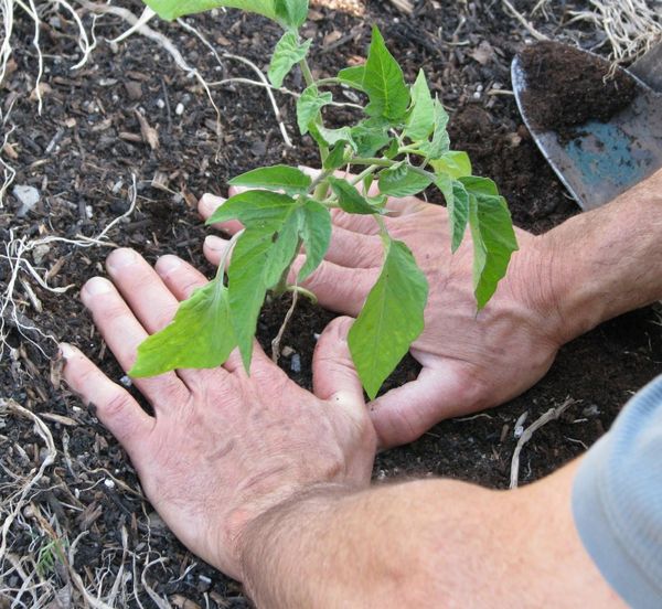 Quando si pianta nel terreno, la distanza tra le piantine dovrebbe essere di almeno 50 cm