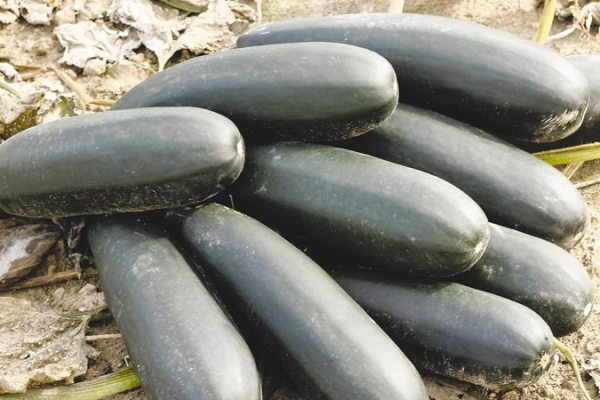 Gather zucchini should be regularly when the fruits reach 15-20 cm, every 2-3 days