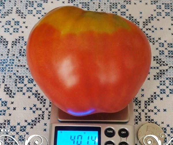 Uno dei vantaggi: il peso dei frutti di Fatima può raggiungere i 400 grammi