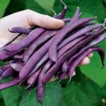 Purple beans