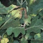 Disease and Prevention