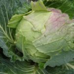 The most common diseases of cabbage