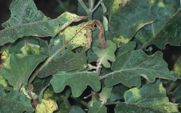 What to process against late blight