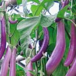 Οι καλύτερες πολύχρωμες ποικιλίες