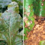 Fight against diseases and pests