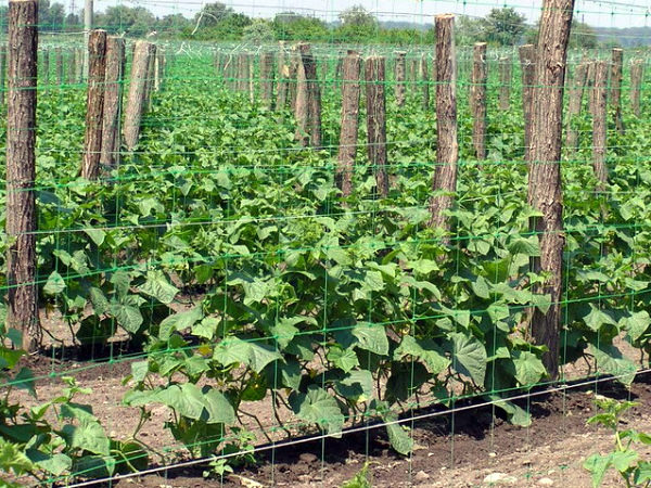 След като се притисне, растежът на основния изстрел от краставици ще спре, а храстът ще започне да се разклонява и да образува странични издънки