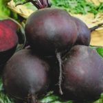 Les variétés les plus populaires de betterave