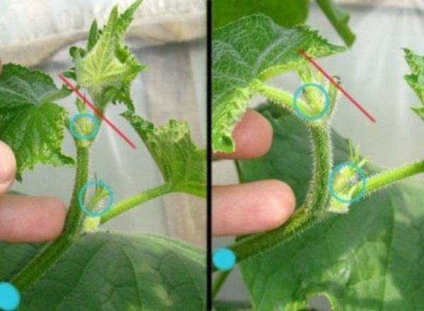 Маскиране на яйчниците на краставици