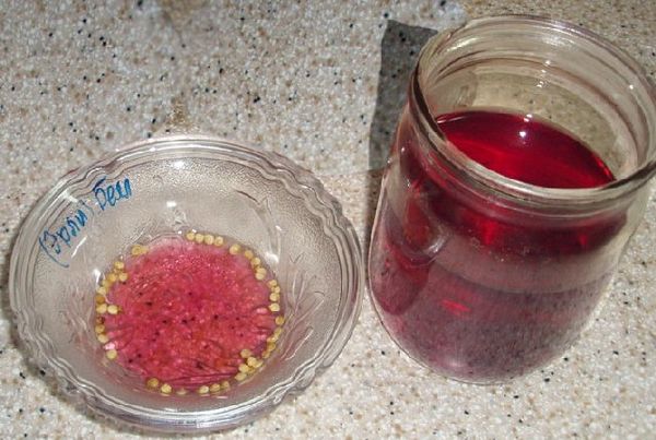 Soaking Tomato Seeds Before Planting