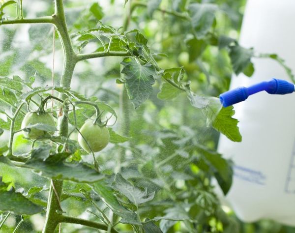 Tomato processing fungicide in the growing season