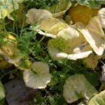 Maladies et ravageurs