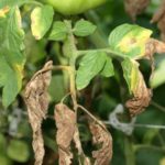 Механизъм на действие на метронидазол