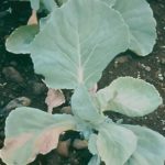 The most common diseases of cabbage
