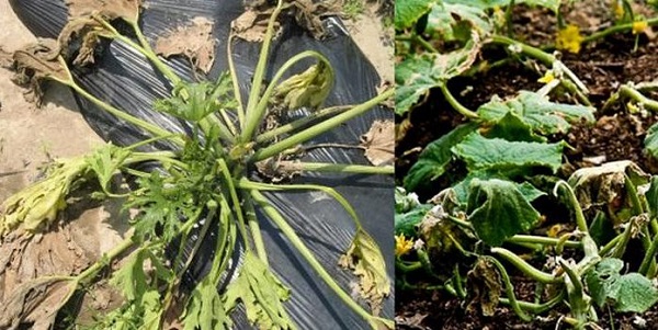 Лечение на разсад от урина на фузариум