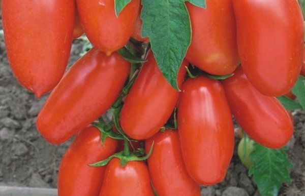 The fruits of Gulliver have a cylindrical shape and their weight is 130-200 grams