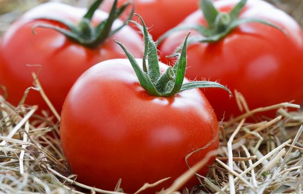  Ντομάτα Άννυ