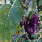 Black bacterial spotting