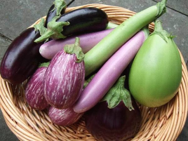  The best varieties of eggplant
