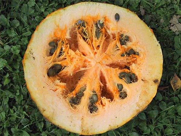 Les graines de légumes contiennent 50% d'huile