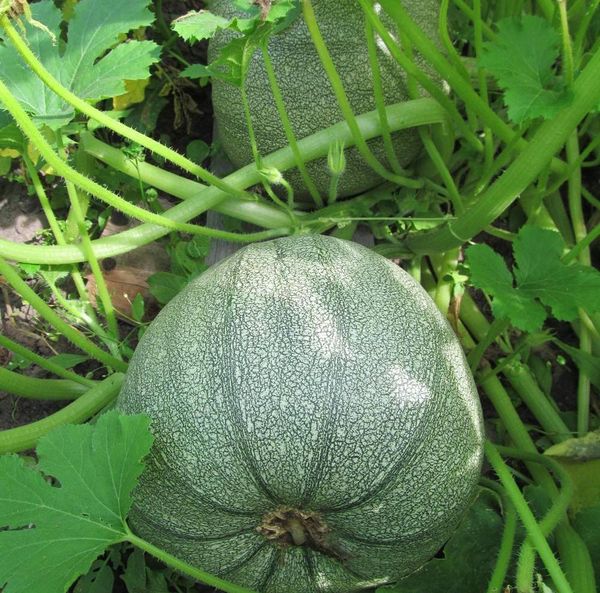 Les lits pour Golosemyanka doivent être placés dans un endroit ensoleillé