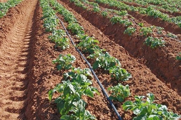 L'arrosage est effectué 1 à 2 fois par mois.