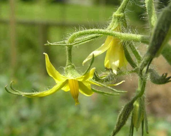 Buying seedlings with inflorescences is one of the common mistakes when growing tomatoes.