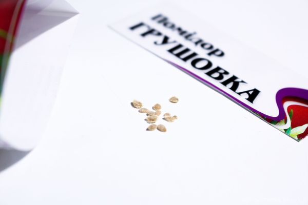 Σπόροι ντομάτας Grushivka