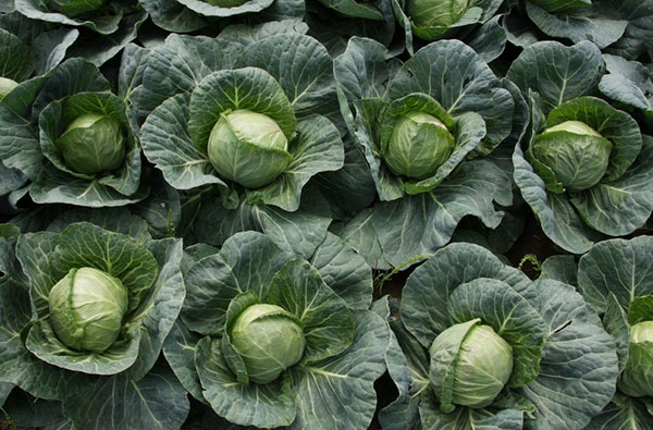  Cabbage golden hectare