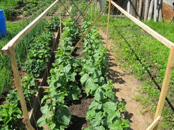  Growing cucumbers in the garden