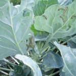 Chenilles sur une feuille de chou