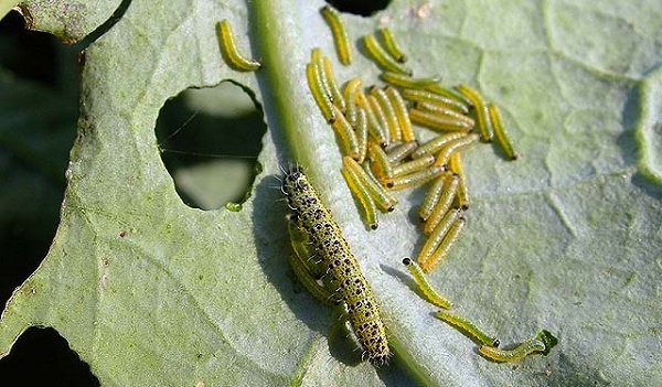 Malattie e loro prevenzione