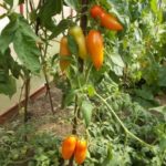 Η ποικιλία συνιστάται να αναπτυχθεί στο θερμοκήπιο