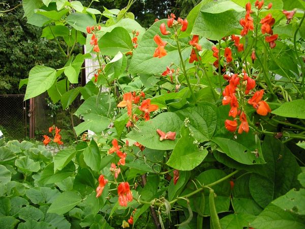  Cultivation and care of decorative beans