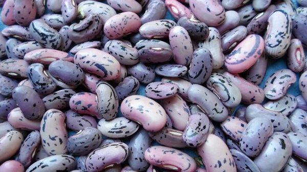 Dekoratif fasülye fasulyeleri, sadece normal fasulyeler gibi yenilebilir.