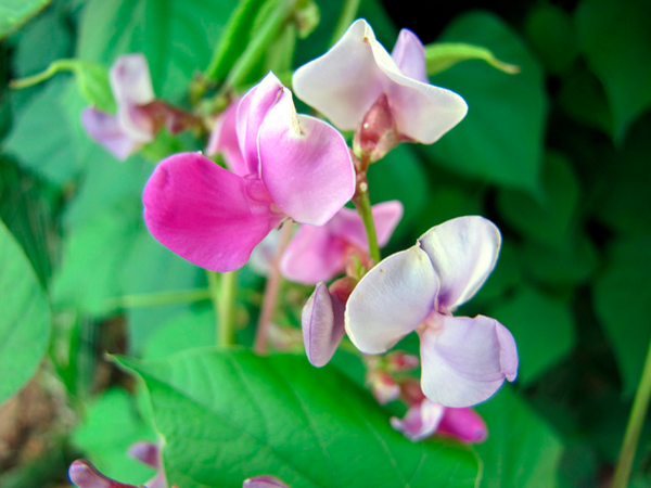 Kaya Tırmanış Pembesi