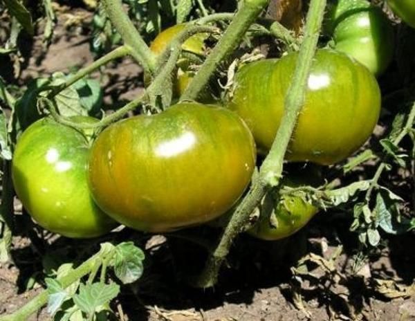  Tomato Emerald Apple